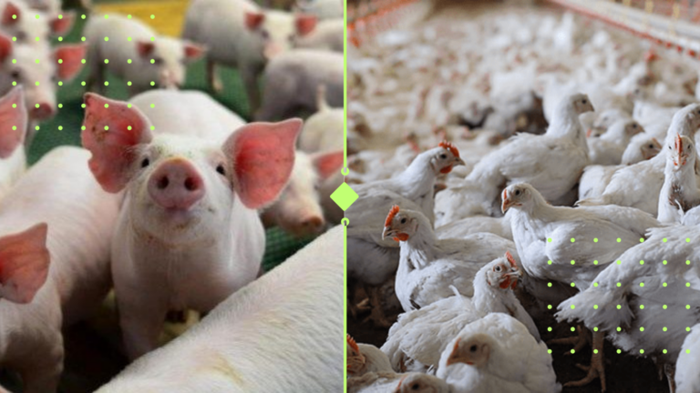 ABPA lança projeto global para promover comércio de proteína animal