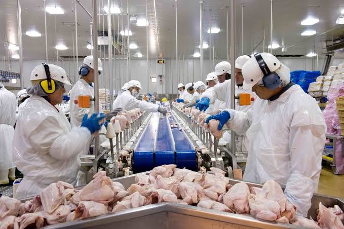 Goiás alcança a quarta maior produção de frango do país Goiás alcança a quarta maior produção de frango do país
