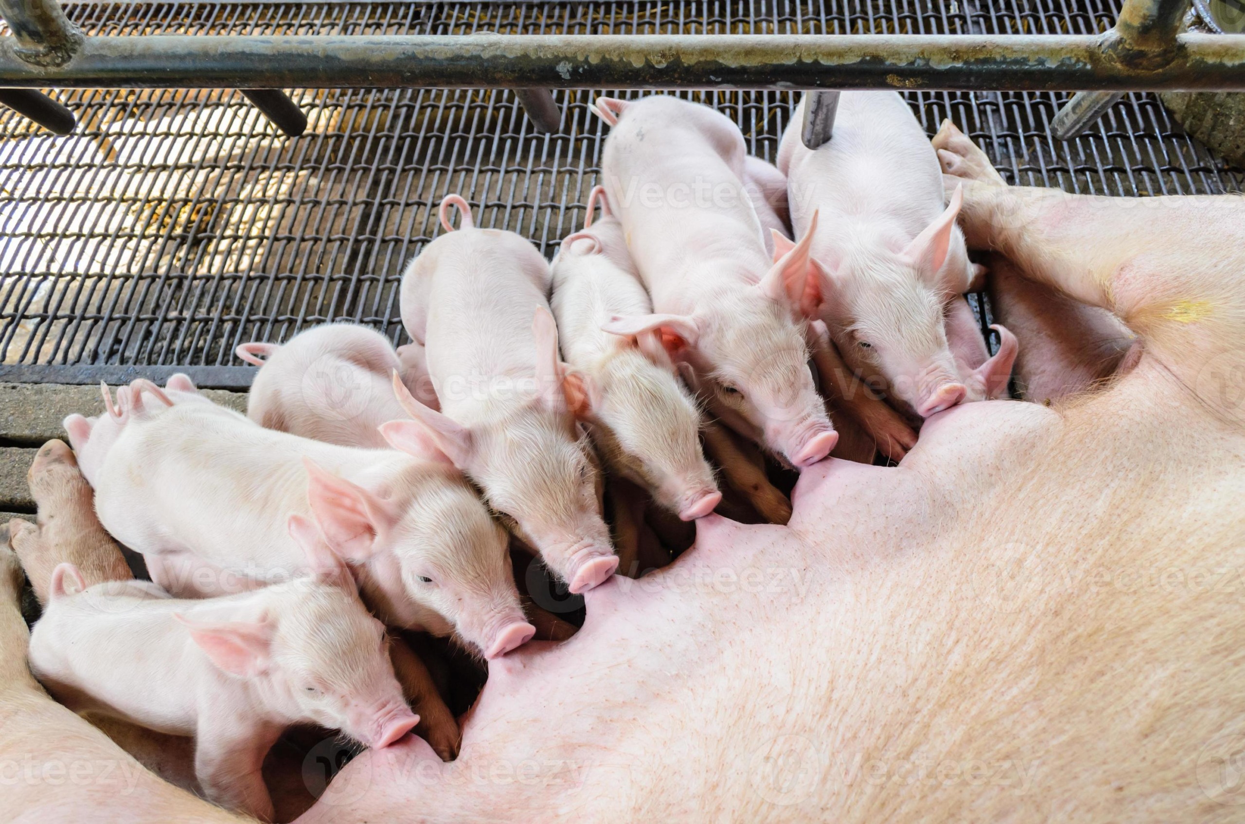 Anéis de maternidade: alternativa australiana ao confinamento de suínos em baias de parição Anéis de maternidade: alternativa australiana ao confinamento de suínos em baias de parição