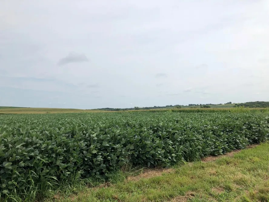 Soja e milho sobem em Chicago devido a incerteza climática e safra nos EUA Soja e milho sobem em Chicago devido a incerteza climática e safra nos EUA