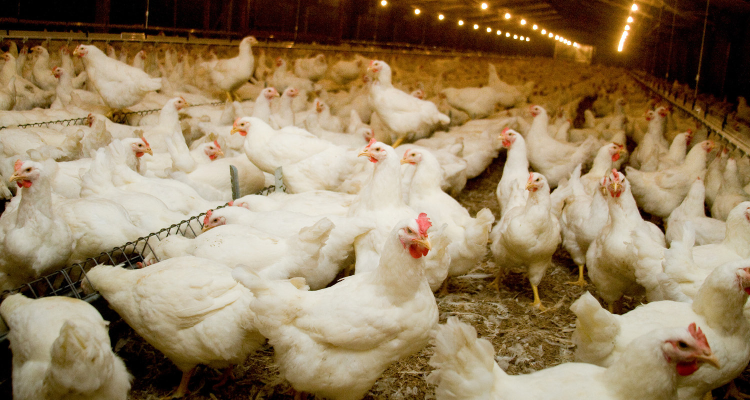 Alemanha abate 1,2 Milhão de aves para conter avanço da Influenza Aviária