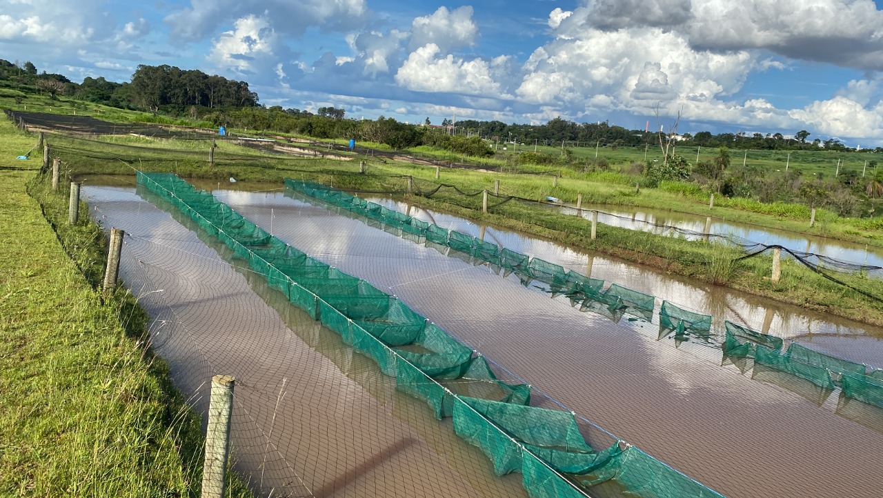 Foto: Leonardo Tachibana 