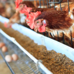 Produção de ovos no Reino Unido bate recorde no 3º trimestre com domínio do sistema Free-Range