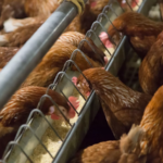 Reino Unido limita uso de ração não-orgânica apenas para aves jovens e preocupa produtores