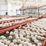 Poder de compra do avicultor paulista cai ao menor patamar do ano em meio à queda nas cotações dos ovos