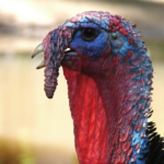 Polônia sacrifica 86 mil aves após três novos focos em lotes comerciais Polônia sacrifica 86 mil aves após três novos focos em lotes comerciais