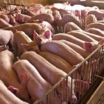 Fim das gaiolas convencionais: Ohio (EUA) implementa obrigatoriedade de gestação coletiva para suínos