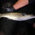 MPA divulga relação preliminar de embarcações habilitadas para a pesca da tainha em 2026