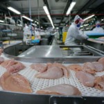 Iraque proíbe importação de aves e impacta exportadores brasileiros