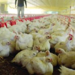 Romênia cresce 35% na avicultura e mira expansão nas exportações