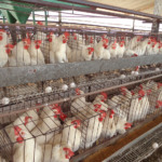 Preço competitivo do frango e avanço das exportações de ovos impulsionam desempenho do agro brasileiro em janeiro de 2026 Preço competitivo do frango e avanço das exportações de ovos impulsionam desempenho do agro brasileiro em janeiro de 2026