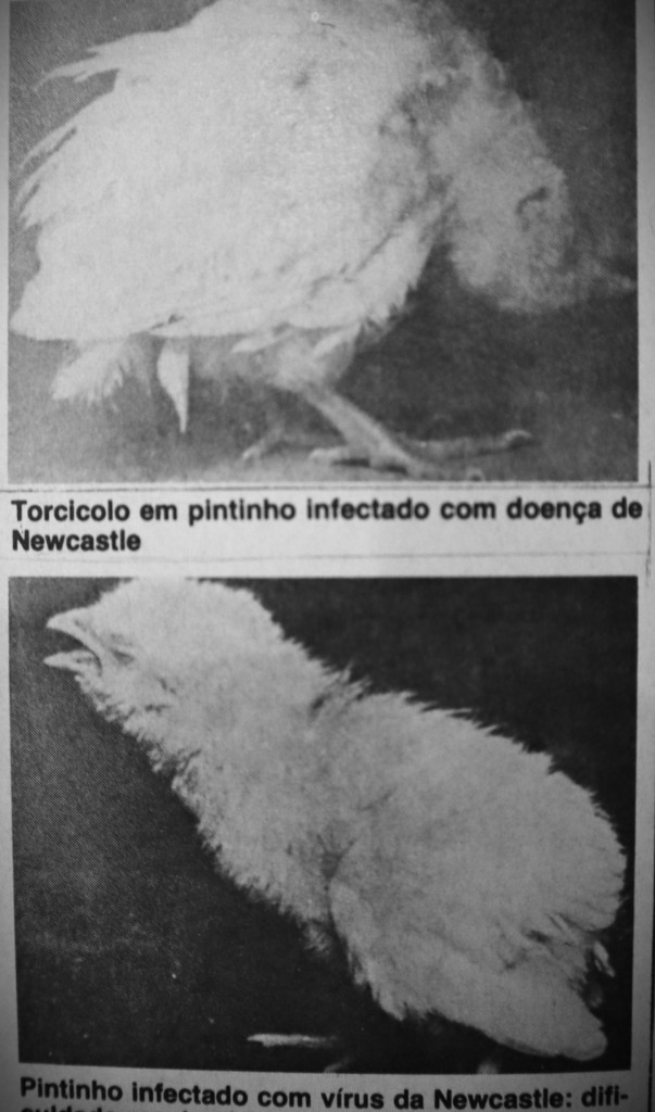 #TBTAgrimidia: Estudo sobre a Doença de Newcastle na Revista Avicultura Industrial dos Anos 80