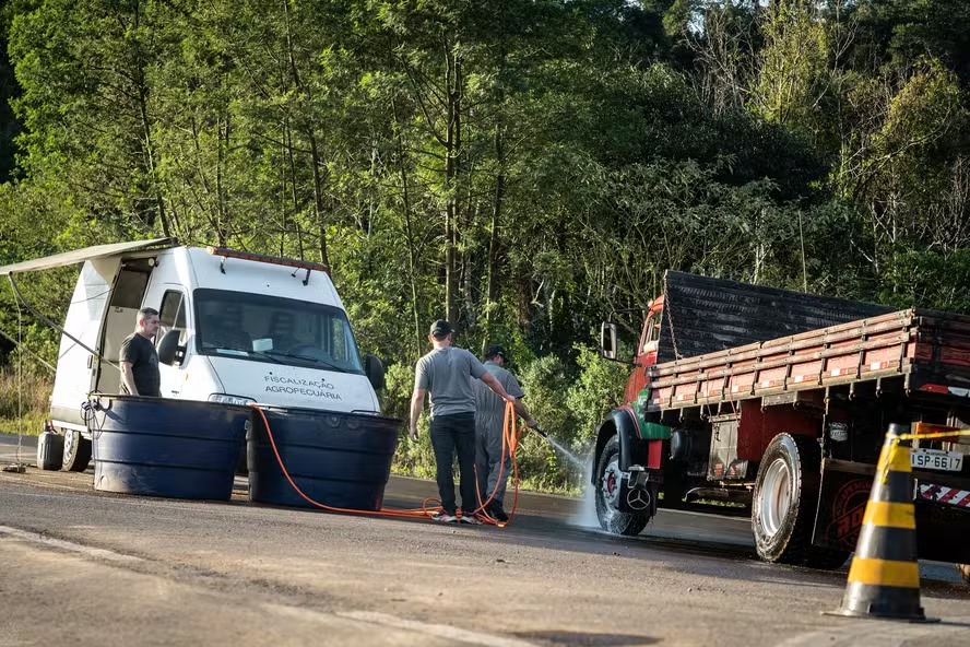 Doença de Newcastle Gera Preocupação e Altera Rotina em Anta Gorda-RS