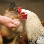 Com 16 milhões de aves, Espírito Santo segue como 4º maior produtor de ovos do país Com 16 milhões de aves, Espírito Santo segue como 4º maior produtor de ovos do país