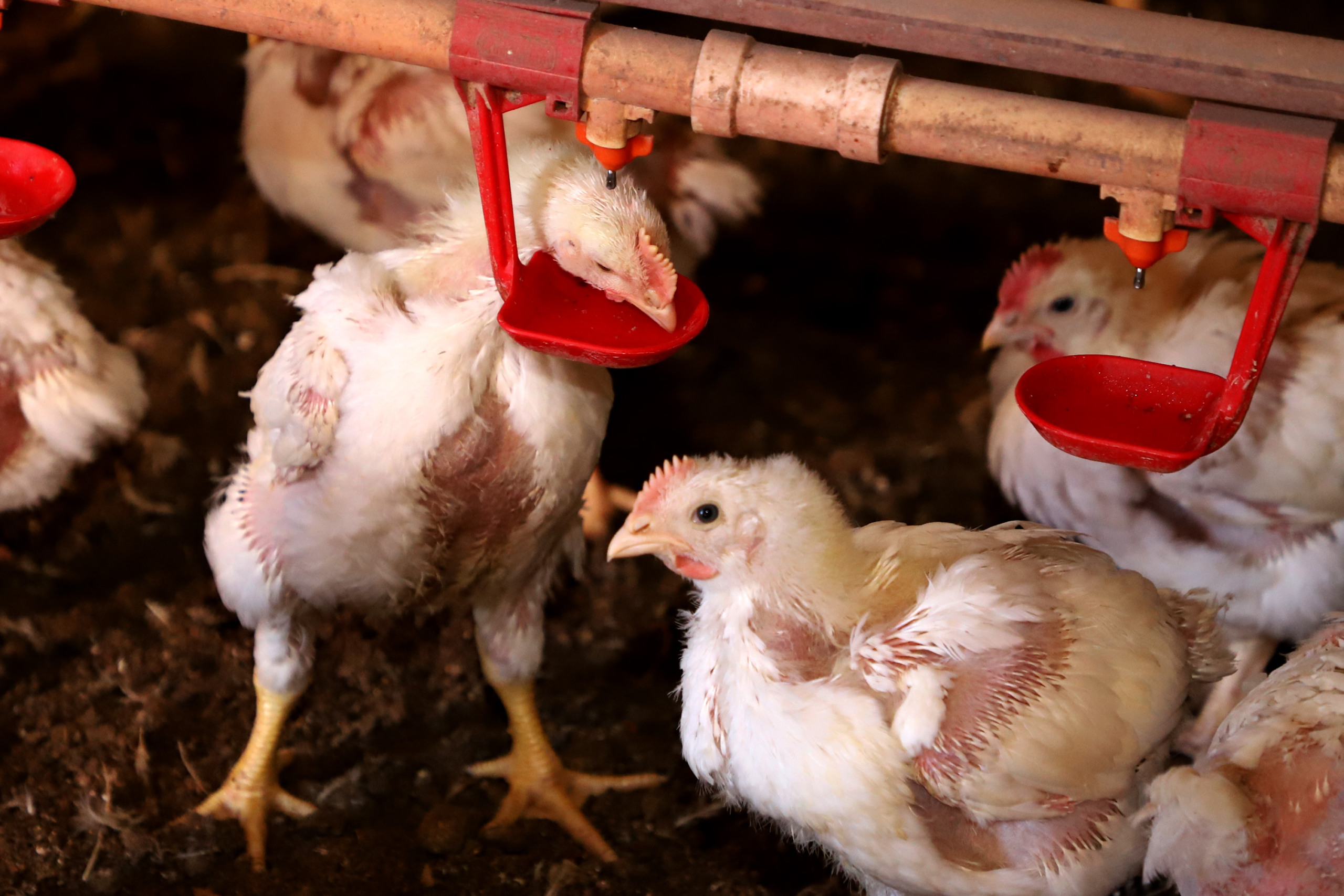 Análise: demanda por saúde e nutrição impulsiona indústria de frango de corte na China Análise: demanda por saúde e nutrição impulsiona indústria de frango de corte na China