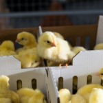 Brasil avança na áfrica e garante exportação de genética avícola para Moçambique