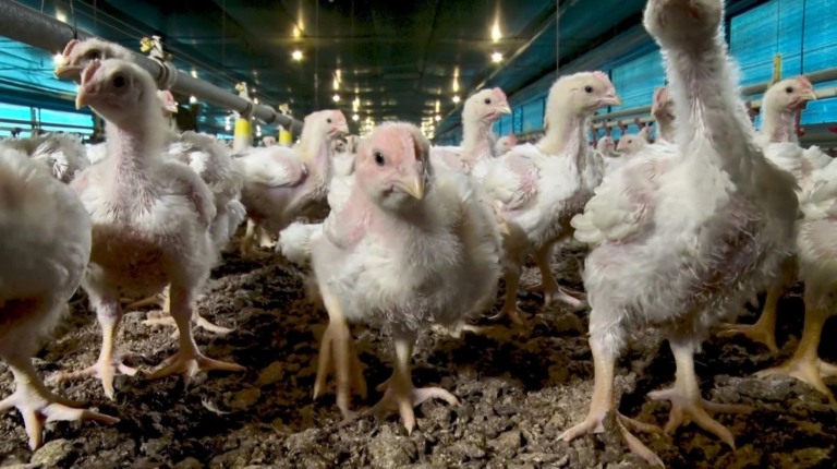 Doença de Newcastle: Brasil suspende exportações avícolas para UE e Argentina após caso da doença