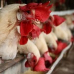 Do controle de multidões para a granja: IA usa câmeras para pesar frangos sem contato físico Do controle de multidões para a granja: IA usa câmeras para pesar frangos sem contato físico