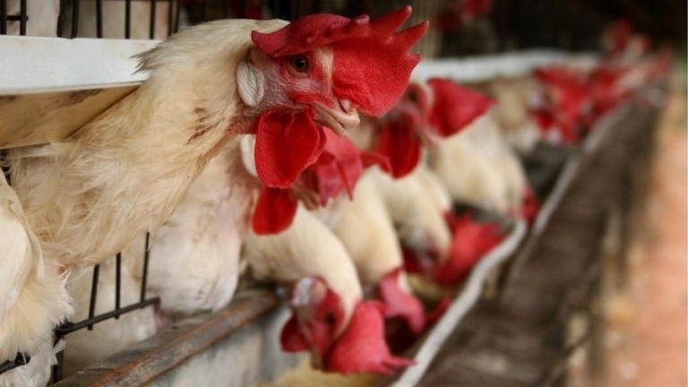 Do controle de multidões para a granja: IA usa câmeras para pesar frangos sem contato físico Do controle de multidões para a granja: IA usa câmeras para pesar frangos sem contato físico