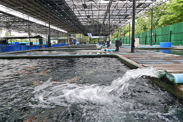 Nova tecnologia transforma água de piscicultura em adubo Nova tecnologia transforma água de piscicultura em adubo