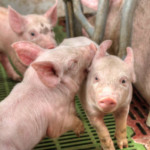 Suinocultura 4.0: Como a Inteligência Artificial e o ChatGPT estão transformando a gestão nas granjas