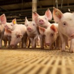 Peste Suína Africana na Malásia: crise sanitária e possíveis soluções