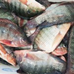 Cotação da tilápia registra variações moderadas nas regiões produtoras Cotação da tilápia registra variações moderadas nas regiões produtoras