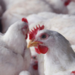 Avicultura como recomeço: Família investe na avicultura e colhe renda e bem-estar