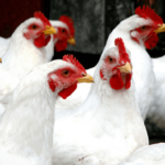 Japão confirma 9º surto de Influenza Aviária da temporada: Kyoto entra em alerta e abate 280 mil aves