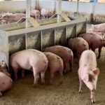 Com apoio municipal e genética de ponta, família gaúcha amplia granja de suínos em Fazenda Vilanova (RS)