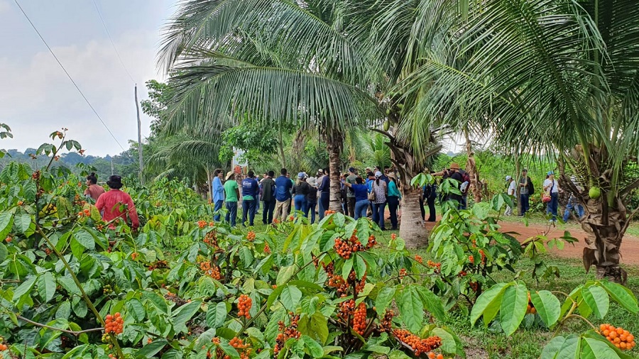 Embrapa promove oficinas para agricultura familiar no Amazonas Embrapa promove oficinas para agricultura familiar no Amazonas