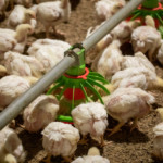 Uzbequistão amplia importações e deve falhar na meta de produção avícola para 2025 Uzbequistão amplia importações e deve falhar na meta de produção avícola para 2025