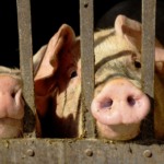 Piauí decreta emergência zoossanitária por 180 dias após confirmar Peste Suína Clássica Piauí decreta emergência zoossanitária por 180 dias após confirmar Peste Suína Clássica