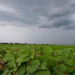 Previsão do Tempo: chuvas e instabilidades atingem Sul e Sudeste, seca persiste no Centro-Oeste
