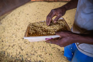 Abrasem reforça combate à "Pirataria" de sementes no Brasil