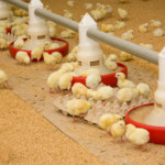 Nutrição de precisão é a chave para garantir qualidade óssea e sustentar o desempenho de frangos de corte