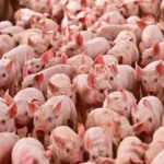 Conflito ambiental na Orinoquía colombiana: a expansão da agroindústria suína em terras indígenas