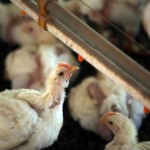 Doença de Newcastle avança na Europa e acende alerta sanitário no setor avícola