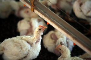 Estratégia híbrida de fornecimento para ovos cage-free Estratégia híbrida de fornecimento para ovos cage-free