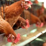 Avicultura e produção de ovos reforçam papel estratégico de São Paulo no agronegócio e nas exportações