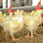 Biosseguridade avícola entra em debate nacional diante do novo cenário da influenza aviária Biosseguridade avícola entra em debate nacional diante do novo cenário da influenza aviária