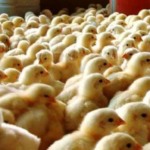 Superprodução pressiona avicultura do Egito e setor pede abertura urgente de mercados na África e no mundo árabe