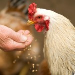 Micronutrição ganha protagonismo diante da expansão da demanda global por proteína animal Micronutrição ganha protagonismo diante da expansão da demanda global por proteína animal