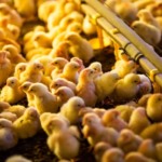 Gigantes da avicultura dos EUA enfrentam nova onda de processos por fixação de preços