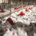 Influenza Aviária atinge matrizes e impacta avicultura nos EUA