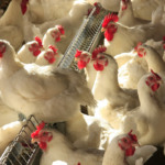 Espanha determina confinamento de aves em áreas de alto risco devido à Influenza Aviária Espanha determina confinamento de aves em áreas de alto risco devido à Influenza Aviária