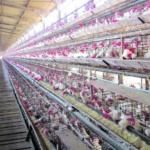 Colômbia é declarada livre da influenza aviária altamente patogênica após controle de focos em 2025