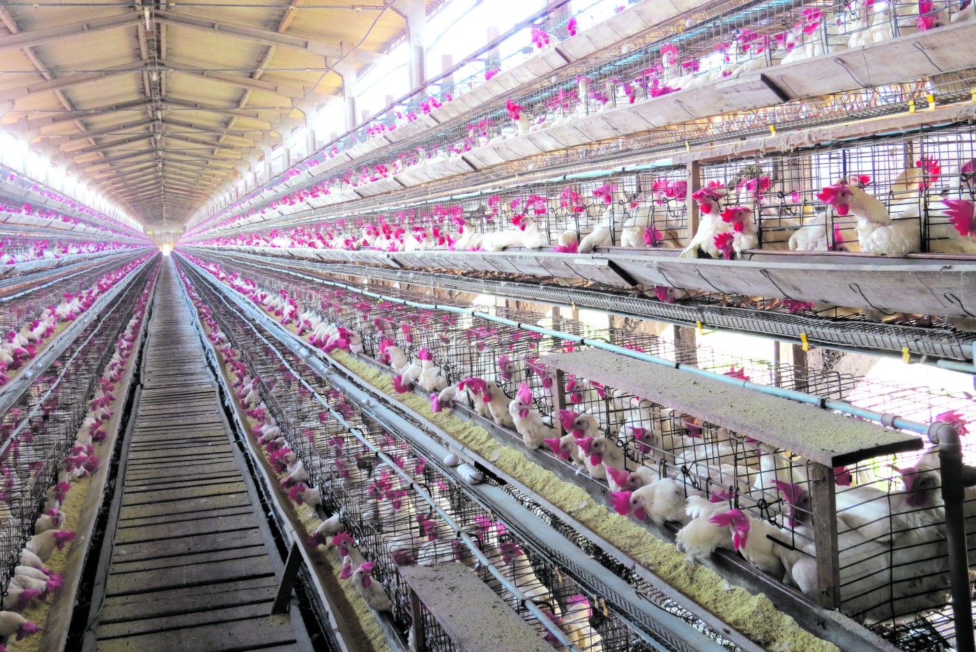 Mapa é coorganizador de conferência global sobre influenza aviária de alta patogenicidade