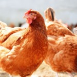 Moldávia apreende ovos, frangos de corte e ração devido à contaminação da ração