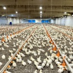 Surto de Doença de Newcastle na Líbia mata 145 mil aves e expõe crise de vacinas